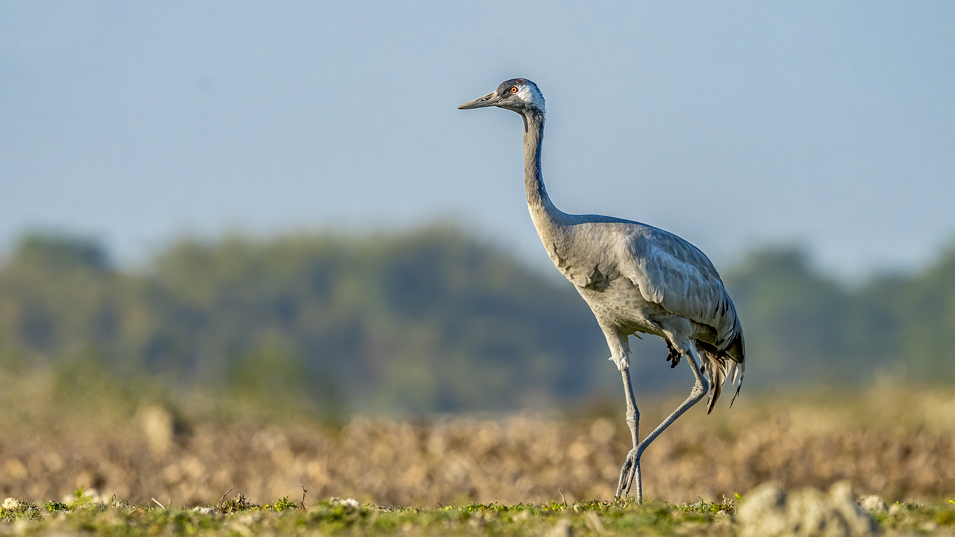 /Incredible sight!  Common Crane captured in Bothabeel, Assam, India © WWW.NEJIBAHMED.COM.jpg